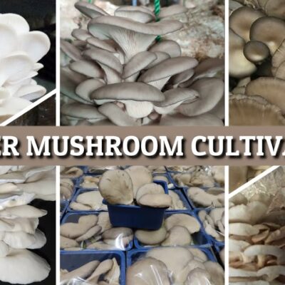 Oyster Mushroom Park